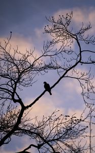 Preview wallpaper dove, bird, branch, sky