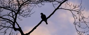 Preview wallpaper dove, bird, branch, sky