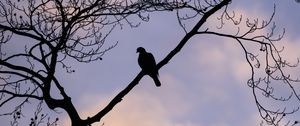 Preview wallpaper dove, bird, branch, sky