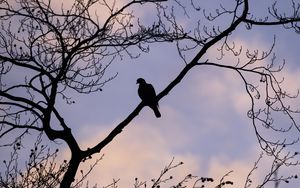 Preview wallpaper dove, bird, branch, sky