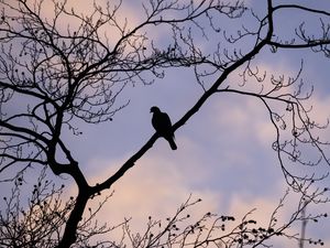 Preview wallpaper dove, bird, branch, sky