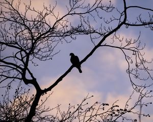 Preview wallpaper dove, bird, branch, sky