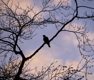 Preview wallpaper dove, bird, branch, sky