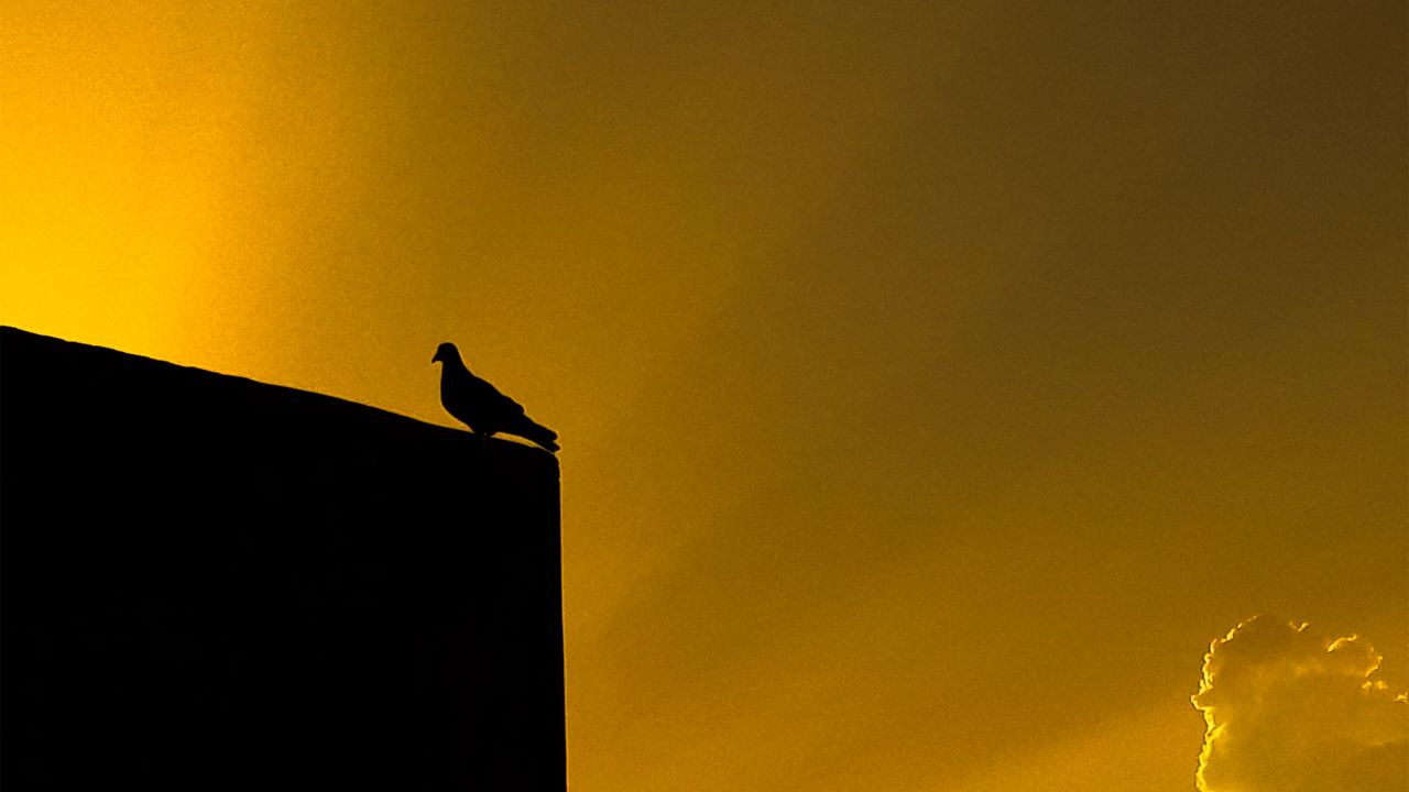 Wallpaper dove, bird, building, silhouette, black