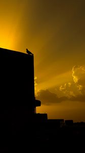 Preview wallpaper dove, bird, building, silhouette, black