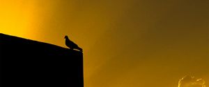 Preview wallpaper dove, bird, building, silhouette, black