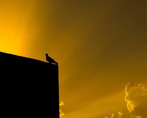 Preview wallpaper dove, bird, building, silhouette, black