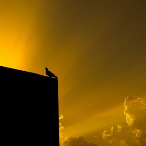 Preview wallpaper dove, bird, building, silhouette, black