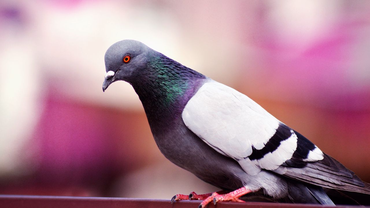 Wallpaper dove, bird, color