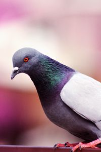 Preview wallpaper dove, bird, color