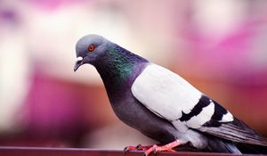 Preview wallpaper dove, bird, color