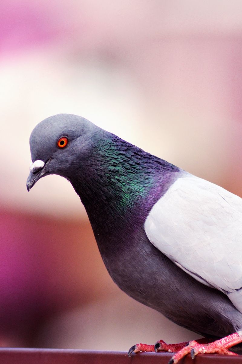 Download wallpaper 800x1200 dove, bird, color iphone 4s/4 for parallax hd  background