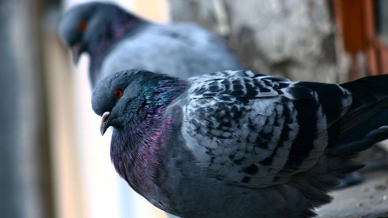 Wallpaper dove, bird, feathers, couple