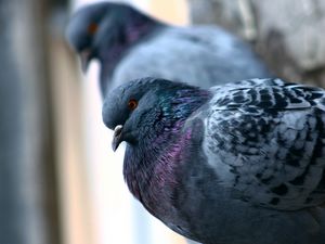 Preview wallpaper dove, bird, feathers, couple