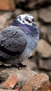 Preview wallpaper dove, bird, feathers, cold