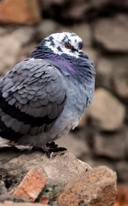 Preview wallpaper dove, bird, feathers, cold