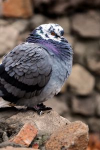 Preview wallpaper dove, bird, feathers, cold