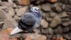 Preview wallpaper dove, bird, feathers, cold