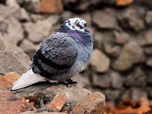 Preview wallpaper dove, bird, feathers, cold