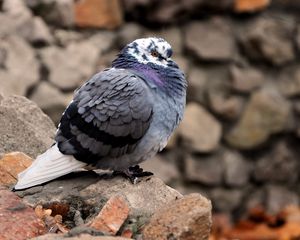 Preview wallpaper dove, bird, feathers, cold