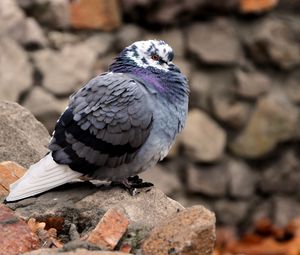 Preview wallpaper dove, bird, feathers, cold