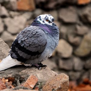 Preview wallpaper dove, bird, feathers, cold