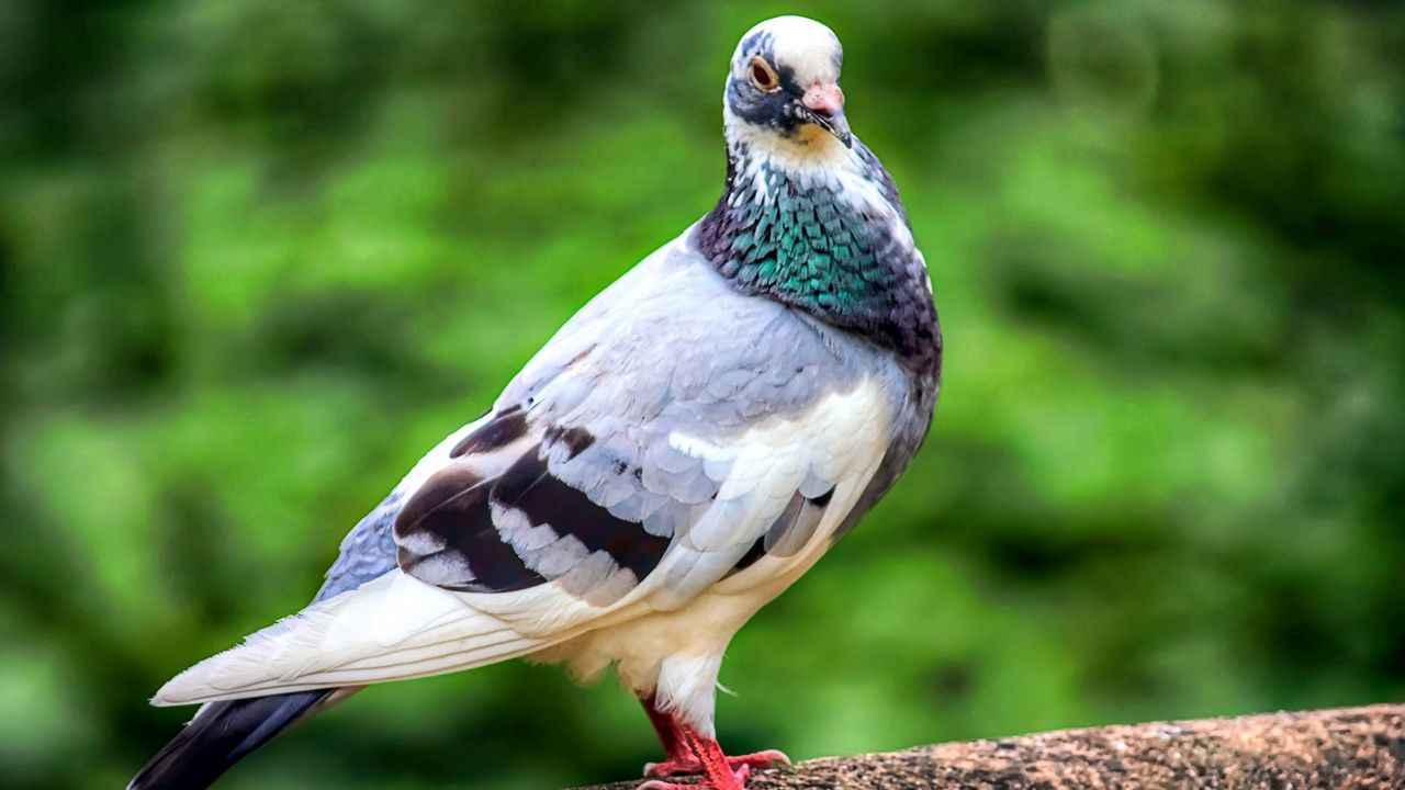 Wallpaper dove, bird, feathers, color