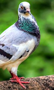 Preview wallpaper dove, bird, feathers, color