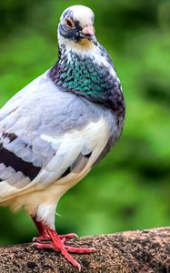 Preview wallpaper dove, bird, feathers, color