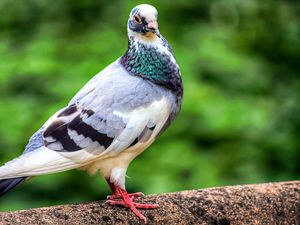 Preview wallpaper dove, bird, feathers, color