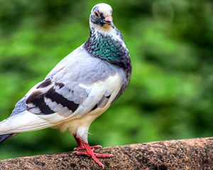 Preview wallpaper dove, bird, feathers, color