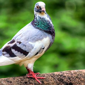 Preview wallpaper dove, bird, feathers, color