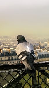 Preview wallpaper dove, bird, fence, city