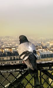 Preview wallpaper dove, bird, fence, city