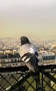 Preview wallpaper dove, bird, fence, city