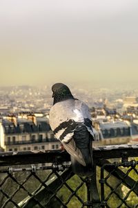 Preview wallpaper dove, bird, fence, city