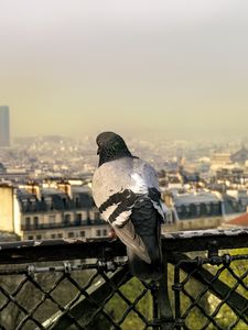 Preview wallpaper dove, bird, fence, city