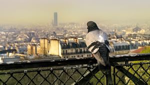 Preview wallpaper dove, bird, fence, city