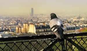 Preview wallpaper dove, bird, fence, city