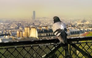 Preview wallpaper dove, bird, fence, city