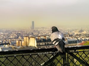 Preview wallpaper dove, bird, fence, city