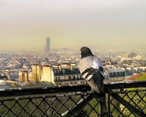 Preview wallpaper dove, bird, fence, city