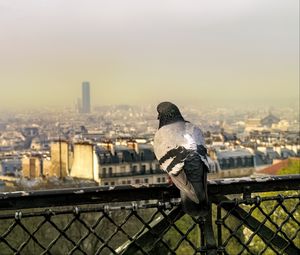 Preview wallpaper dove, bird, fence, city