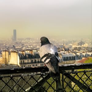 Preview wallpaper dove, bird, fence, city