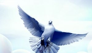 Preview wallpaper dove, bird, flying, vector