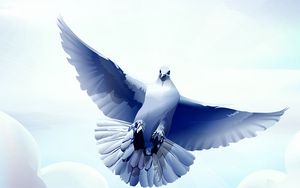 Preview wallpaper dove, bird, flying, vector