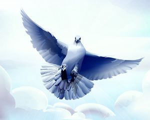 Preview wallpaper dove, bird, flying, vector