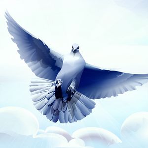 Preview wallpaper dove, bird, flying, vector