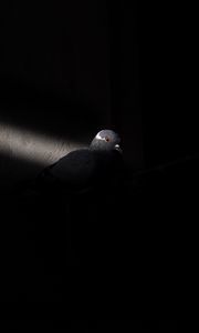 Preview wallpaper dove, bird, light, black