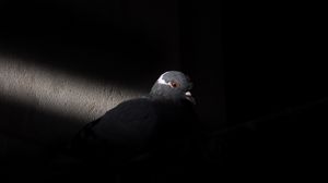 Preview wallpaper dove, bird, light, black